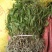 美花石斛，小黄草批发有货