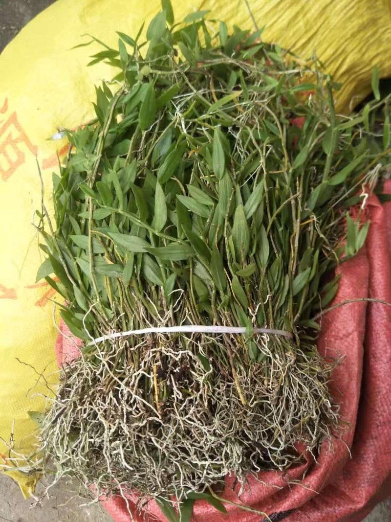 美花石斛，小黄草批发有货