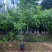 杨梅苗福建漳州杨梅绿化庭院设计基地直供大小规格袋苗