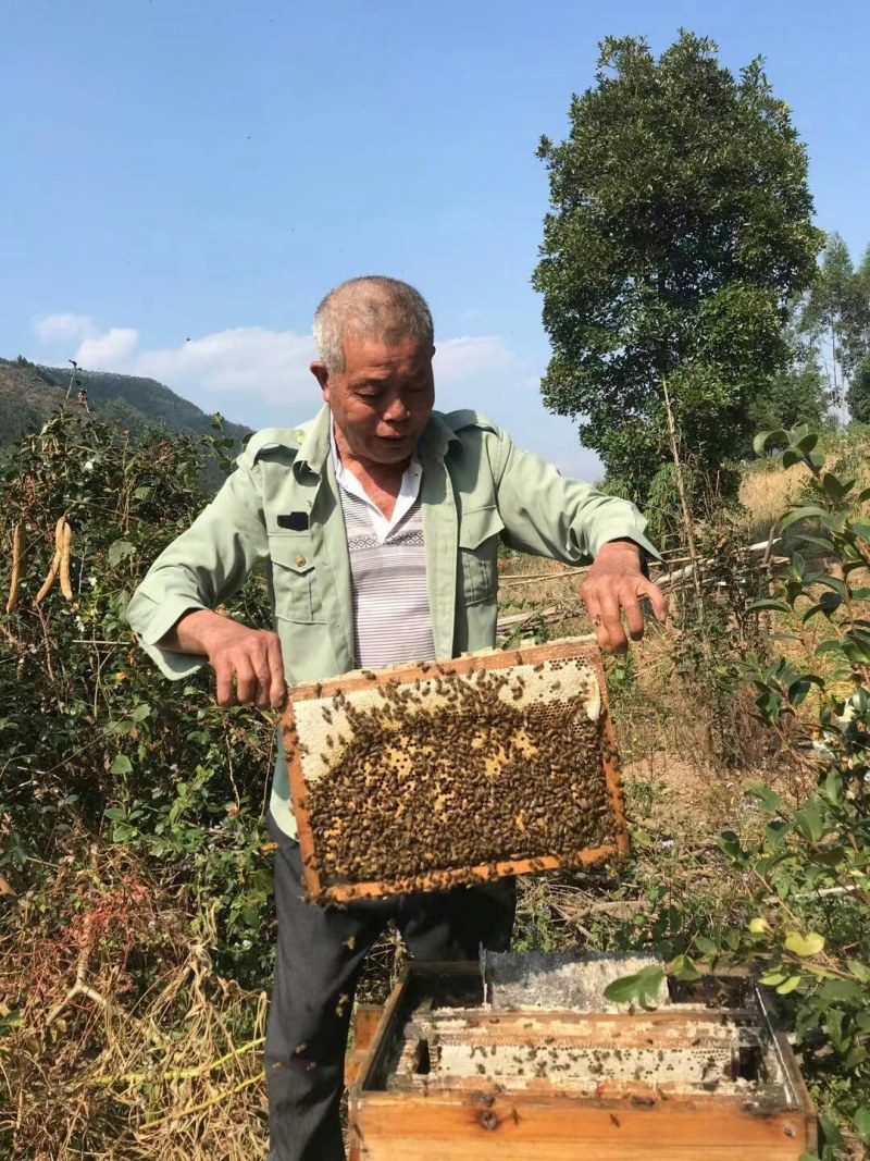 大山深处瑶族老人家养的蜂蜜，养了几十年啦