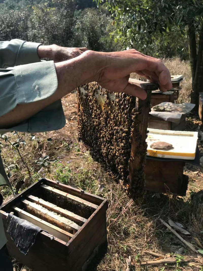 大山深处瑶族老人家养的蜂蜜，养了几十年啦