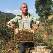 大山深处瑶族老人家养的蜂蜜，养了几十年啦