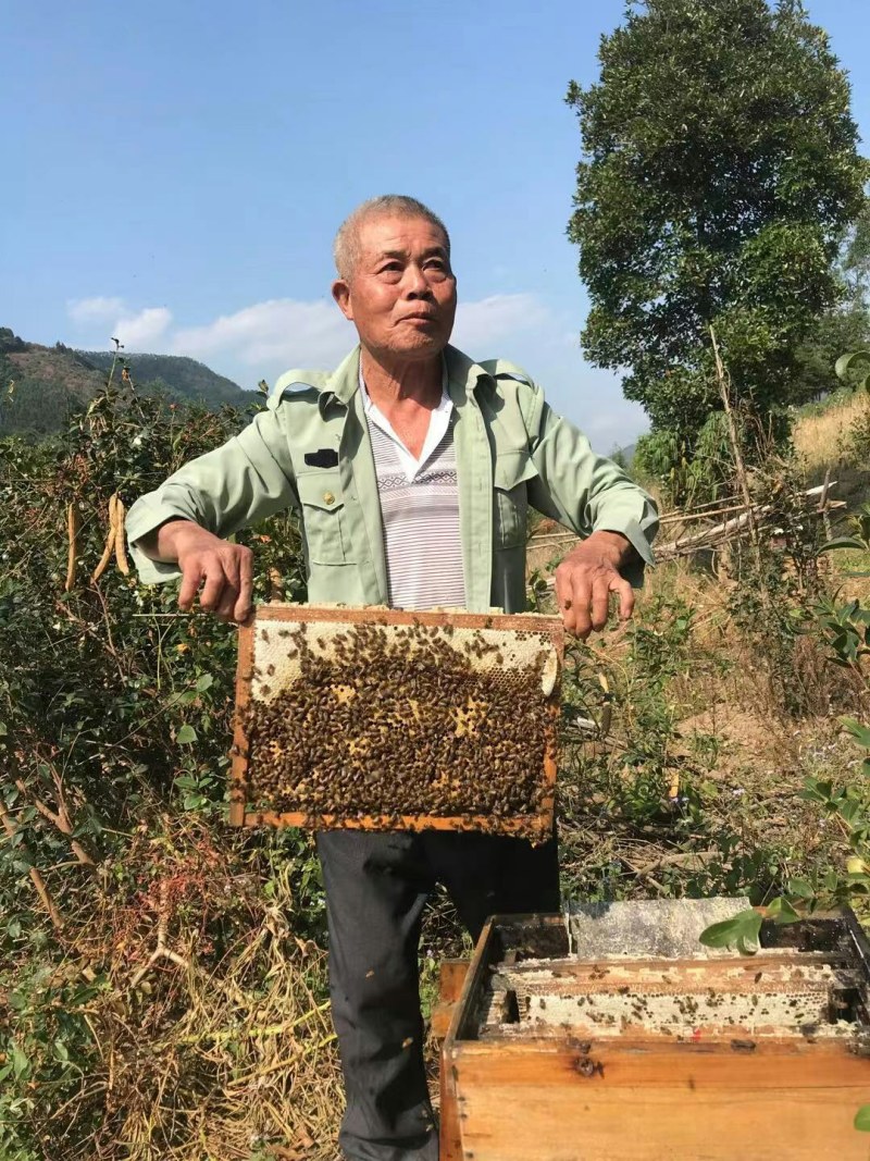 大山深处瑶族老人家养的蜂蜜，养了几十年啦
