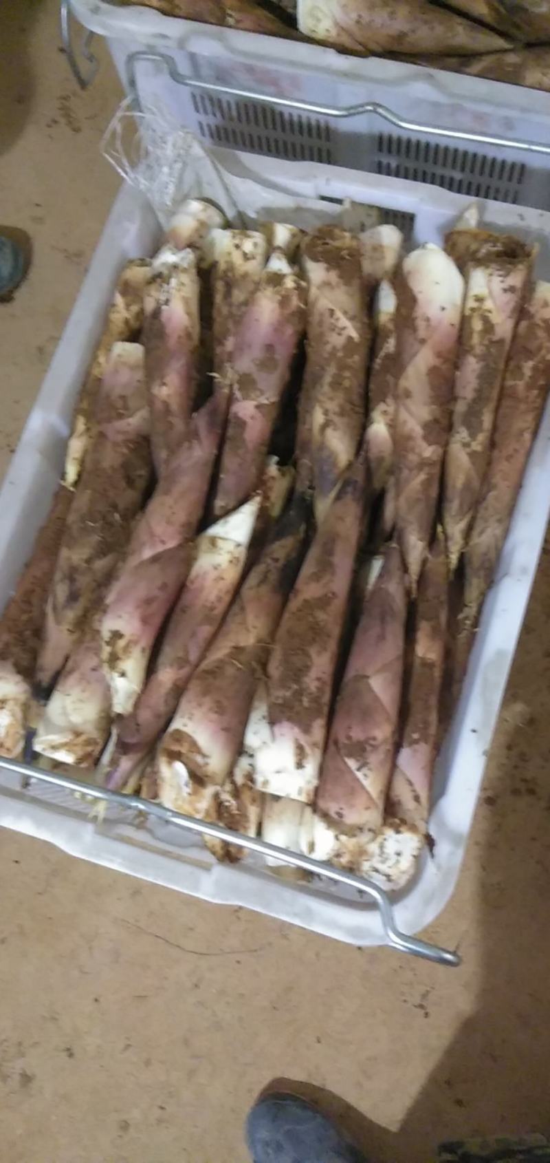 产地直销精品江西黄泥地雷竹笋刀口嫩颜色好看电商合作