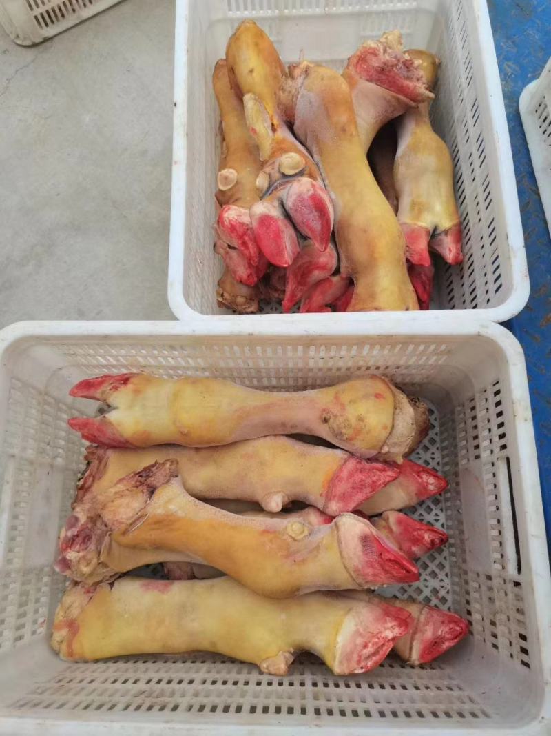 火烧毛牛蹄质量稳定可锯断现货出售火烧牛蹄质量看得见