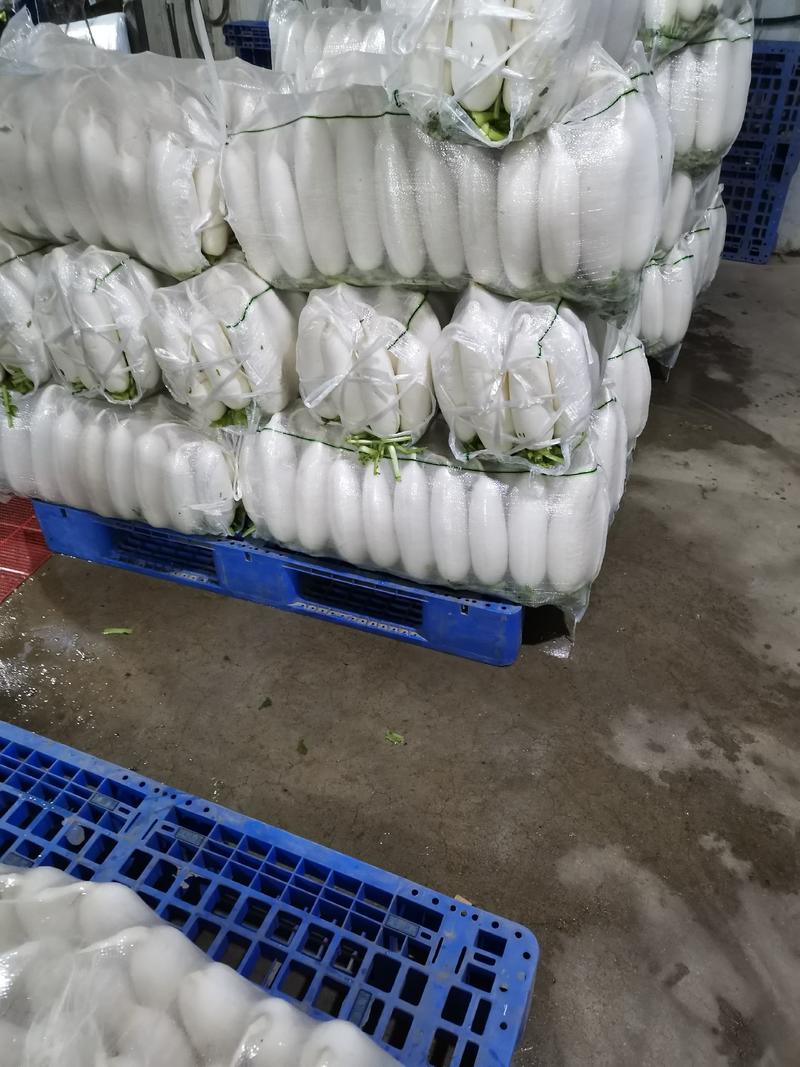 湖北沙洋精品白萝卜1—2斤，板叶，花板叶（地头价）