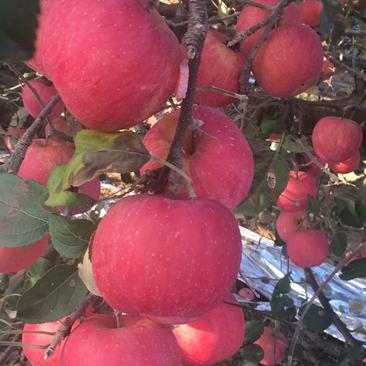 山东片红富士苹果条纹苹果表光靓大量现货产地直发代办
