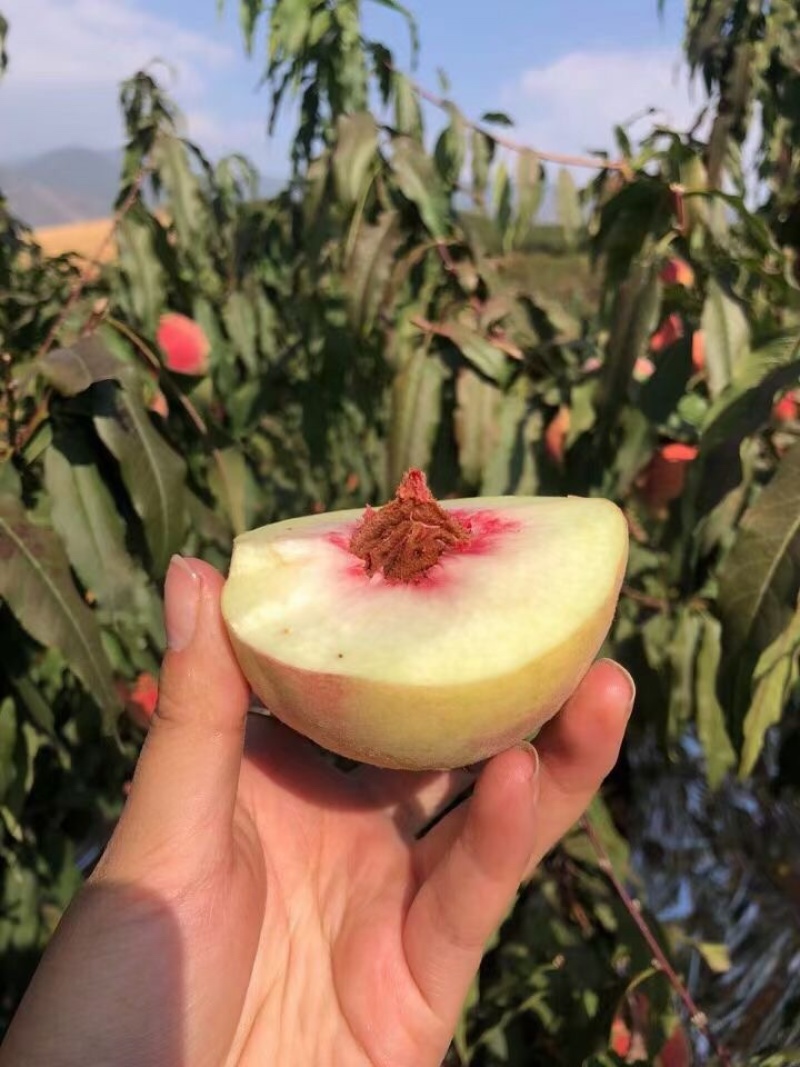 新鲜又美味的冬桃上市了