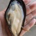 鲜活青口贝海虹贝鲜活规格齐全货源充足
