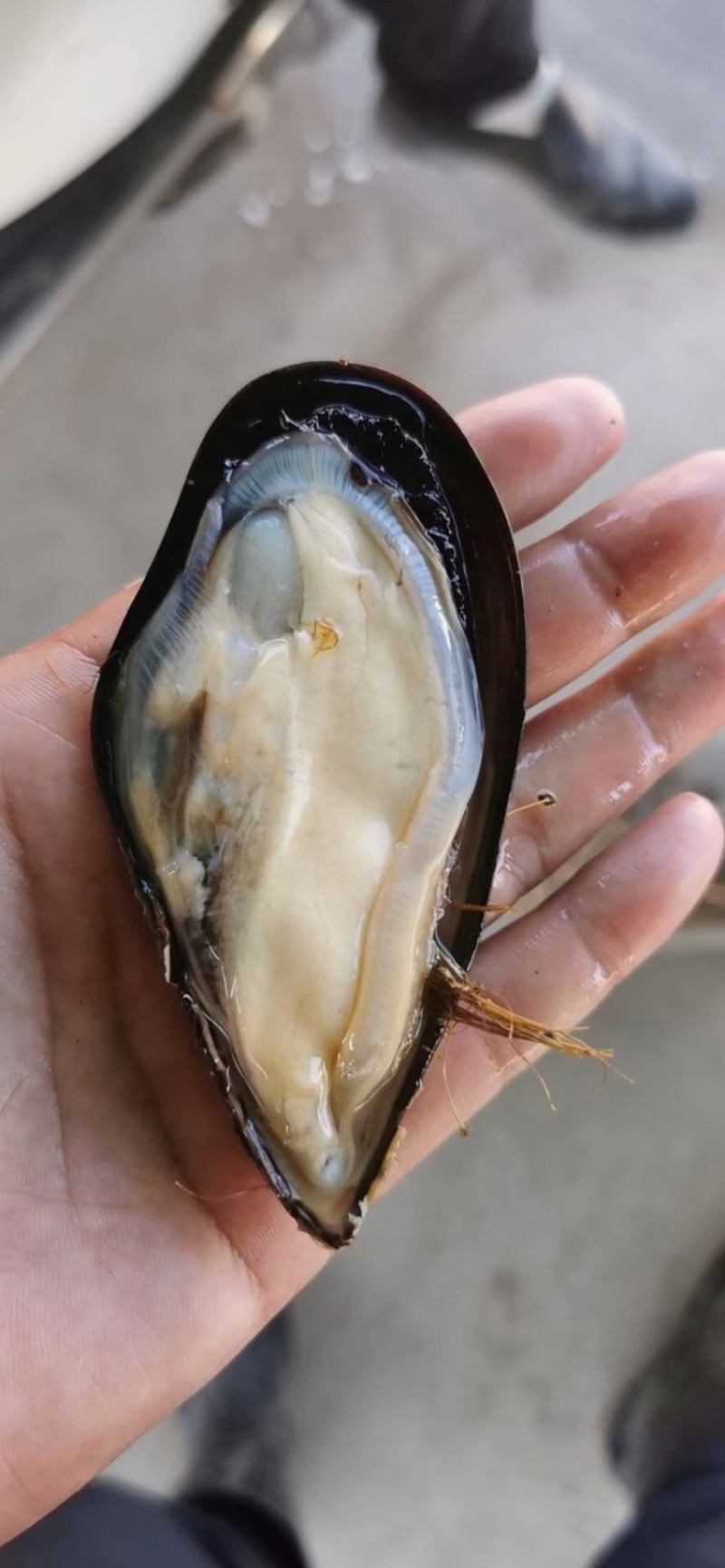 鲜活青口贝海虹贝鲜活规格齐全货源充足