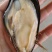 鲜活青口贝海虹贝鲜活规格齐全货源充足