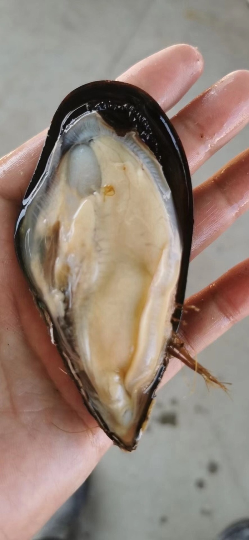 鲜活青口贝海虹贝鲜活规格齐全货源充足