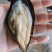 鲜活青口贝海虹贝鲜活规格齐全货源充足