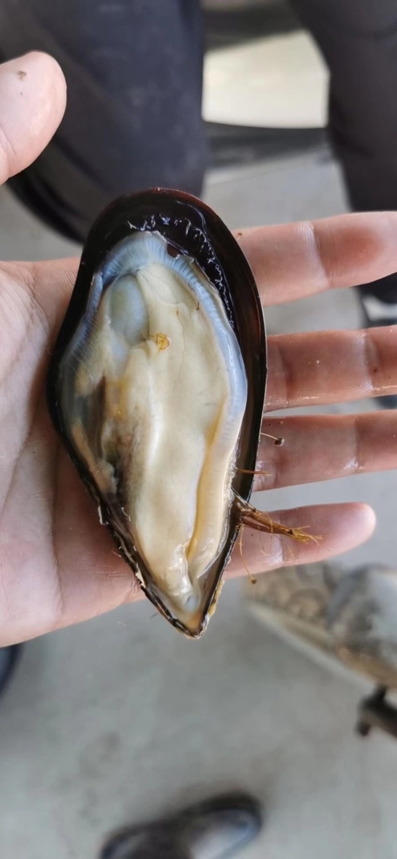 鲜活青口贝海虹贝鲜活规格齐全货源充足