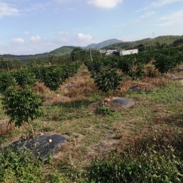 100亩养殖场地出租