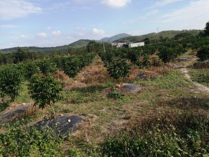 100亩养殖场地出租