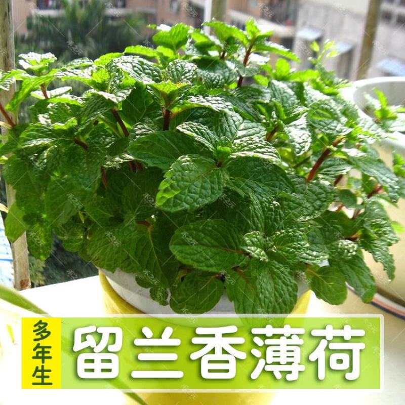 留兰香绿薄荷苗种籽种子驱蚊虫四季阳台薄荷盆栽可食用薄荷种