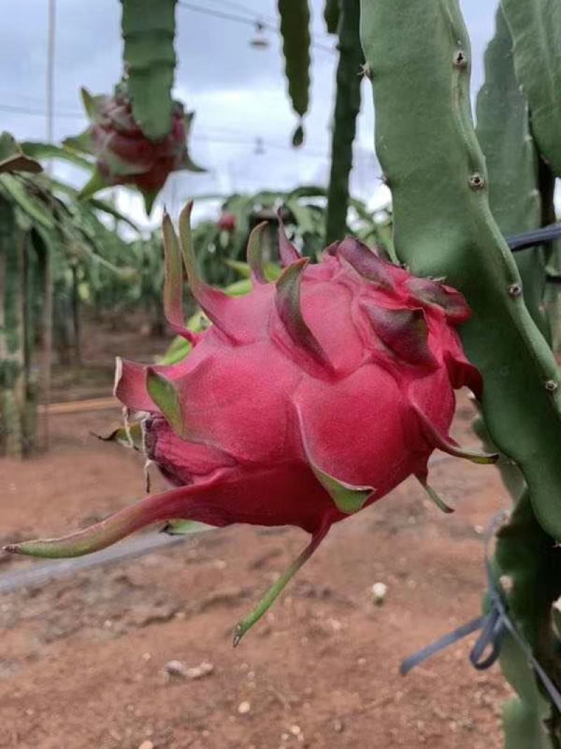 专业代收各种水果蔬菜质量好货量大小米椒新鲜辣椒