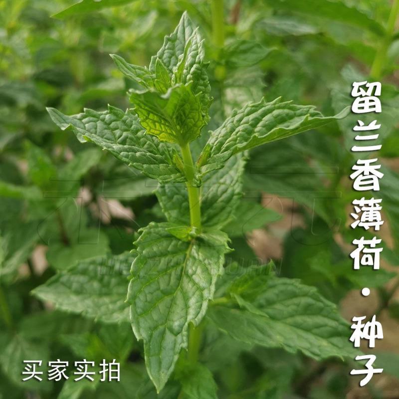 留兰香绿薄荷苗种籽种子驱蚊虫四季阳台薄荷盆栽可食用薄荷种