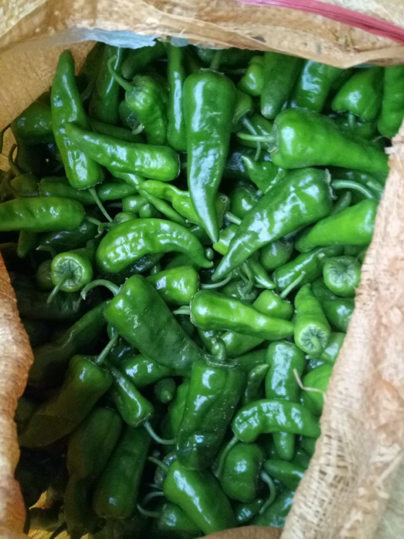 专业代收各种水果蔬菜质量好货量大小米椒新鲜辣椒