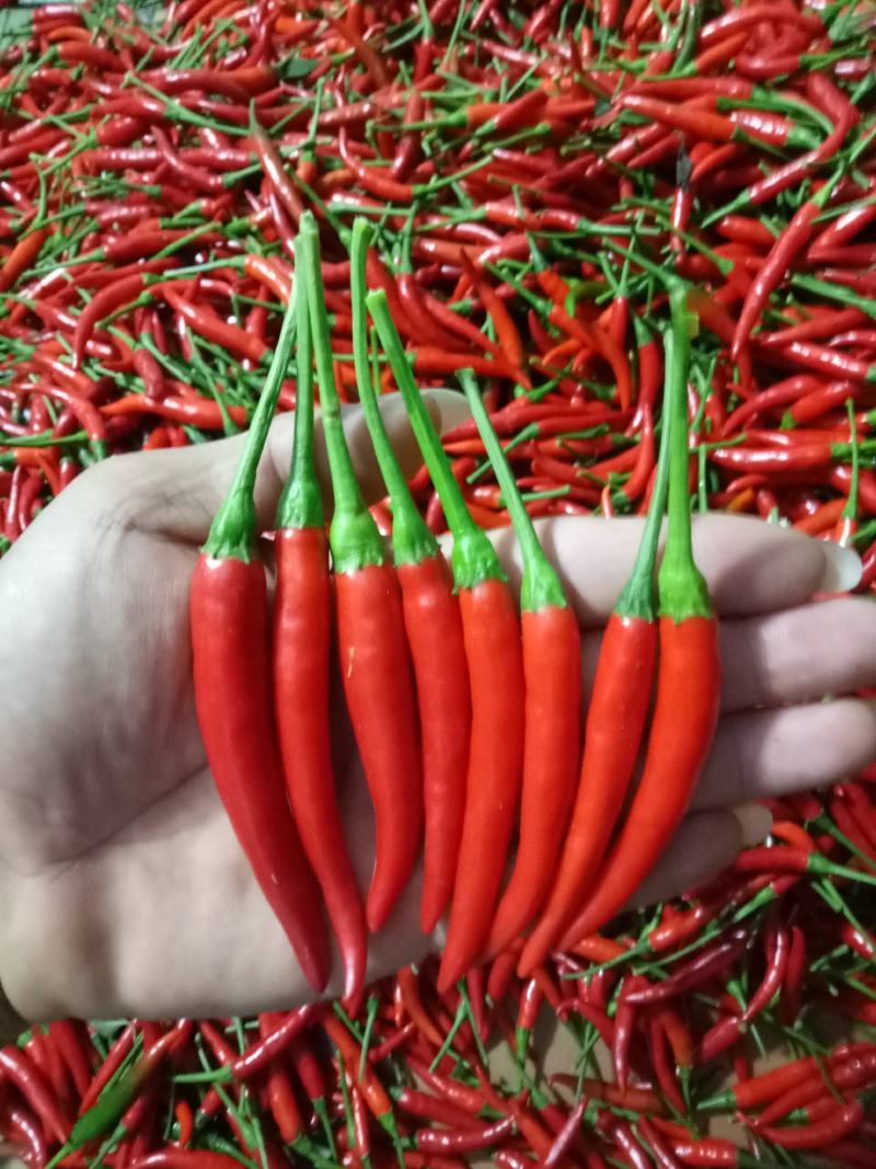专业代收各种水果蔬菜质量好货量大小米椒新鲜辣椒