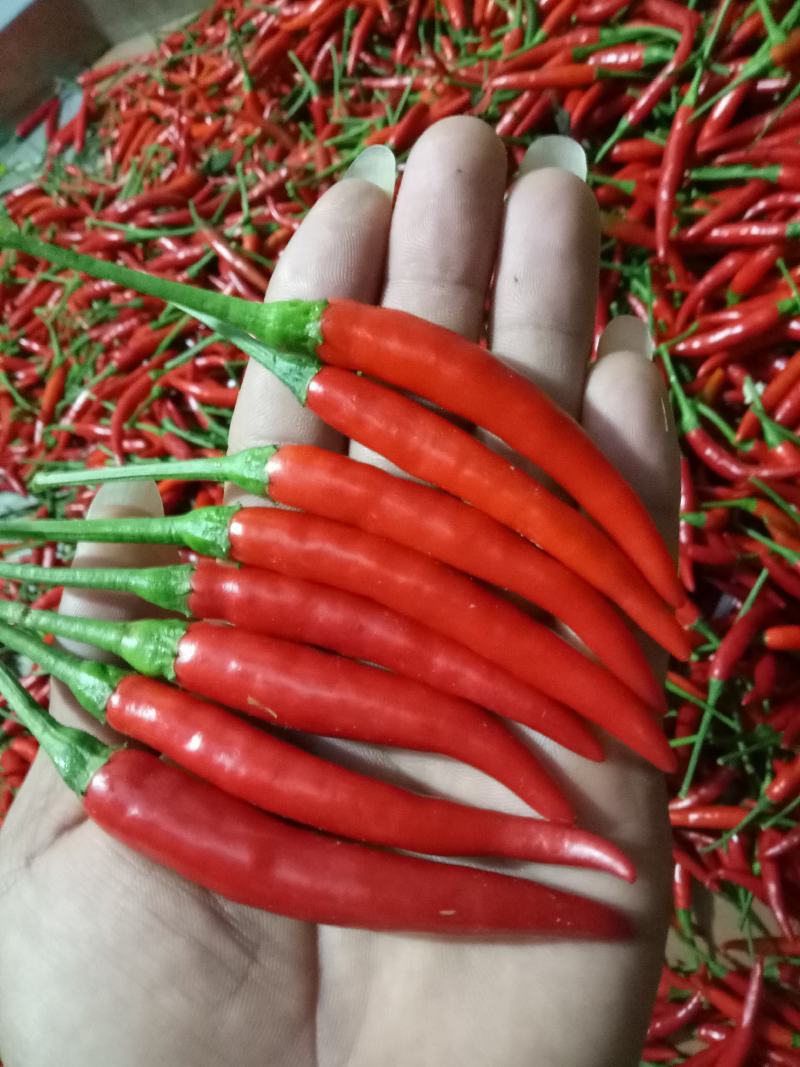 专业代收各种水果蔬菜质量好货量大小米椒新鲜辣椒