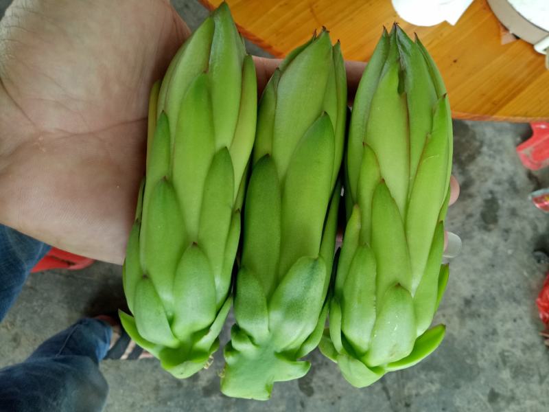 专业代收各种水果蔬菜质量好货量大小米椒新鲜辣椒