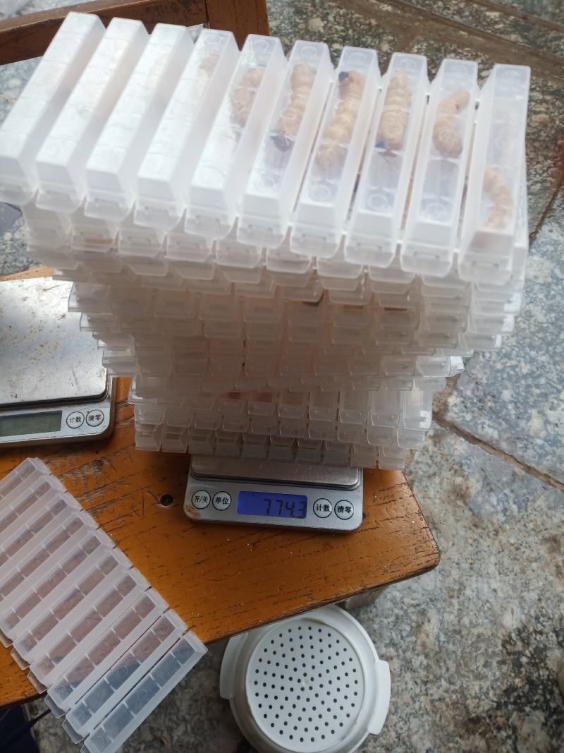 斗米虫啊啊啊啊啊啊啊啊！！！！！！！！！！！！