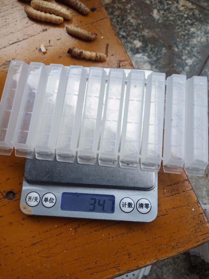 斗米虫啊啊啊啊啊啊啊啊！！！！！！！！！！！！