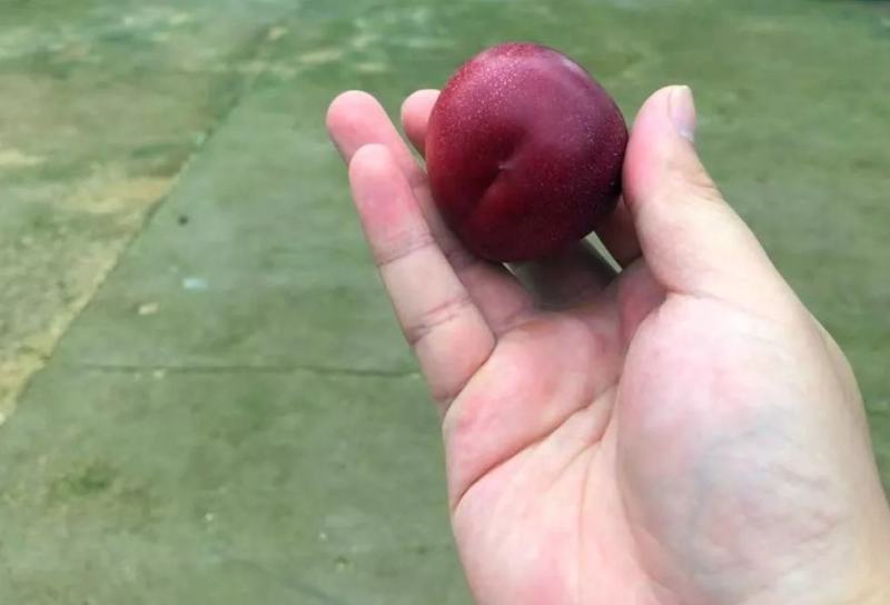 珍珠枣油桃苗，桃树苗