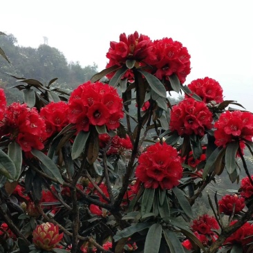 云贵高山杜鹃马缨花种播实生小杯苗