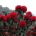 云贵高山杜鹃马缨花种播实生小杯苗