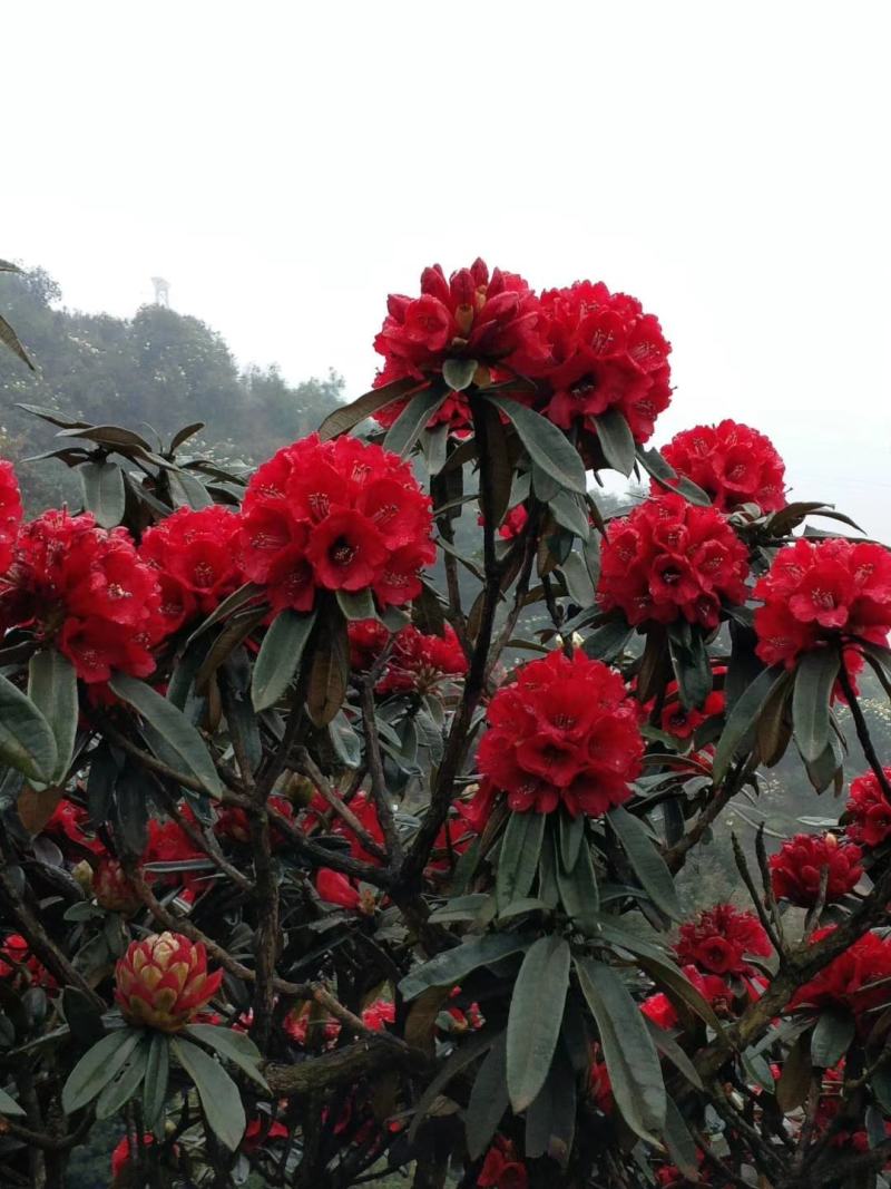 云贵高山杜鹃马缨花种播实生小杯苗