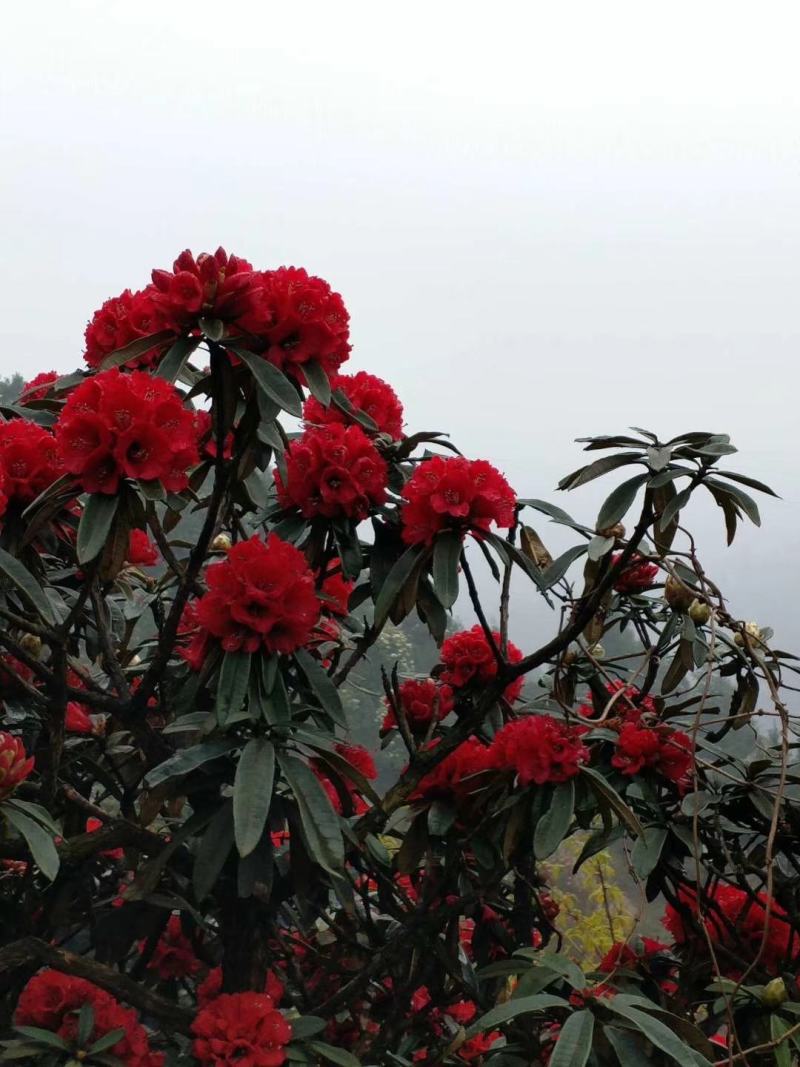 云贵高山杜鹃马缨花种播实生小杯苗