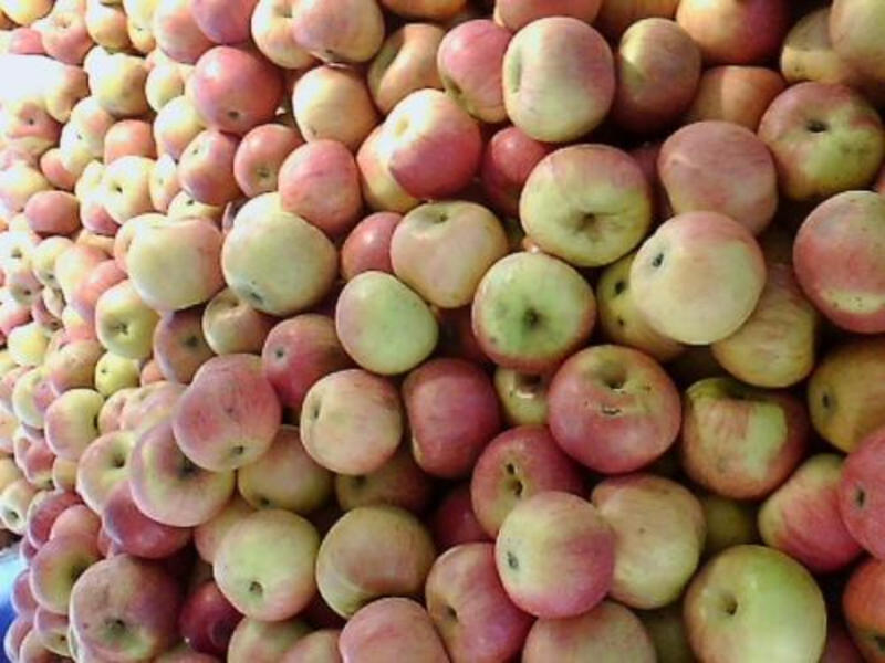 辽宁国光苹果果农直供量大从优欢迎各位老板看货