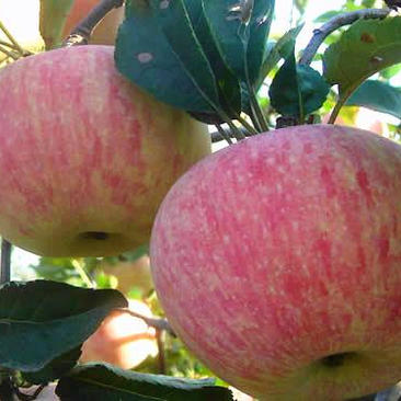 辽宁国光苹果果农直供量大从优欢迎各位老板看货