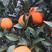 纽荷尔脐橙现已大量上市中，皮细，红度好，个头中偏大，果净