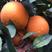 纽荷尔脐橙现已大量上市中，皮细，红度好，个头中偏大，果净