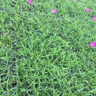 欧石竹，杯苗，穴盘苗，双色盆苗…佛甲草，水生鸢尾，黄菖蒲