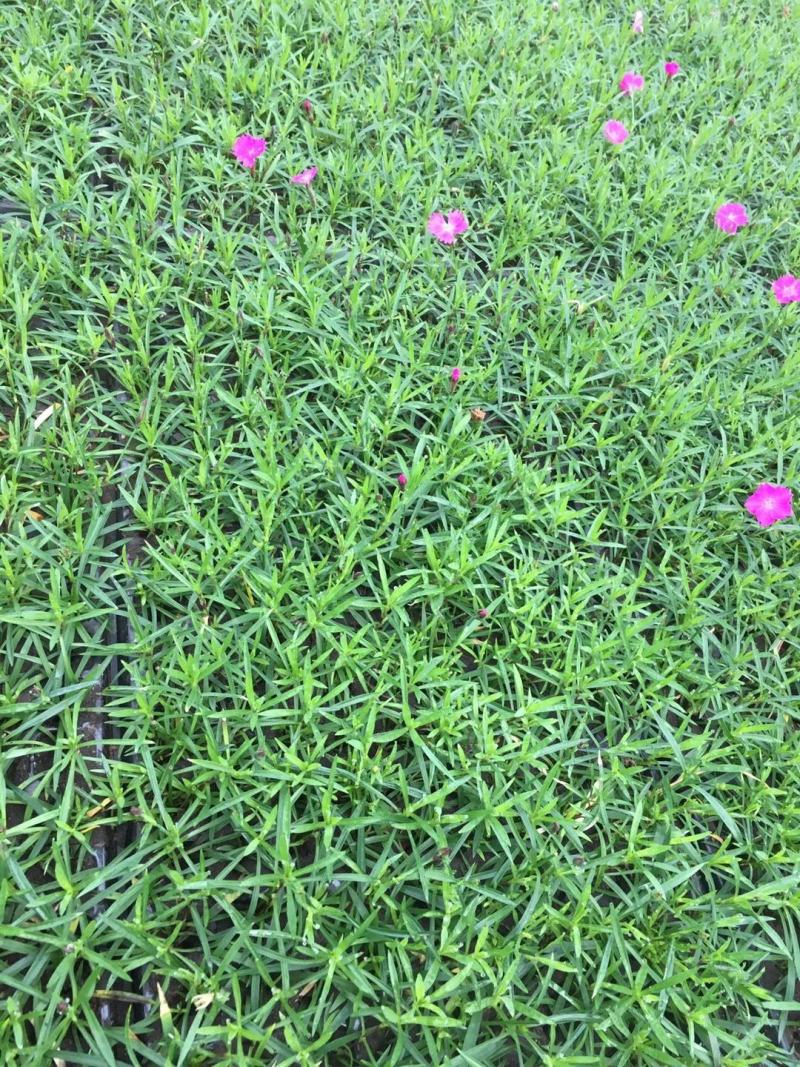 欧石竹，杯苗，穴盘苗，双色盆苗…佛甲草，水生鸢尾，黄菖蒲
