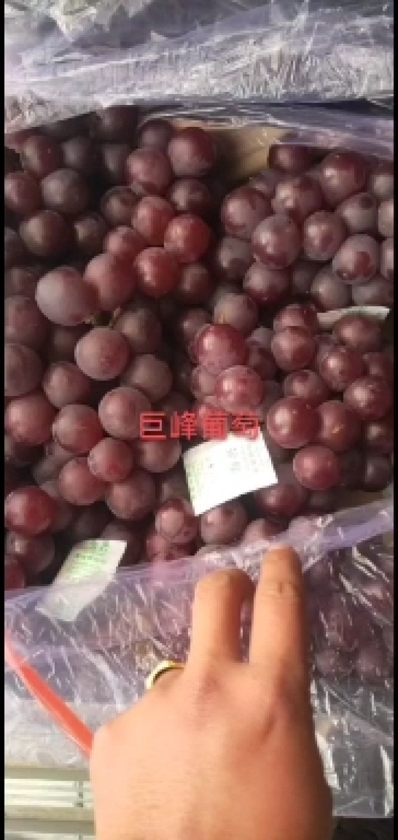 葡萄巨峰葡萄大量库存巨峰葡萄价格便宜