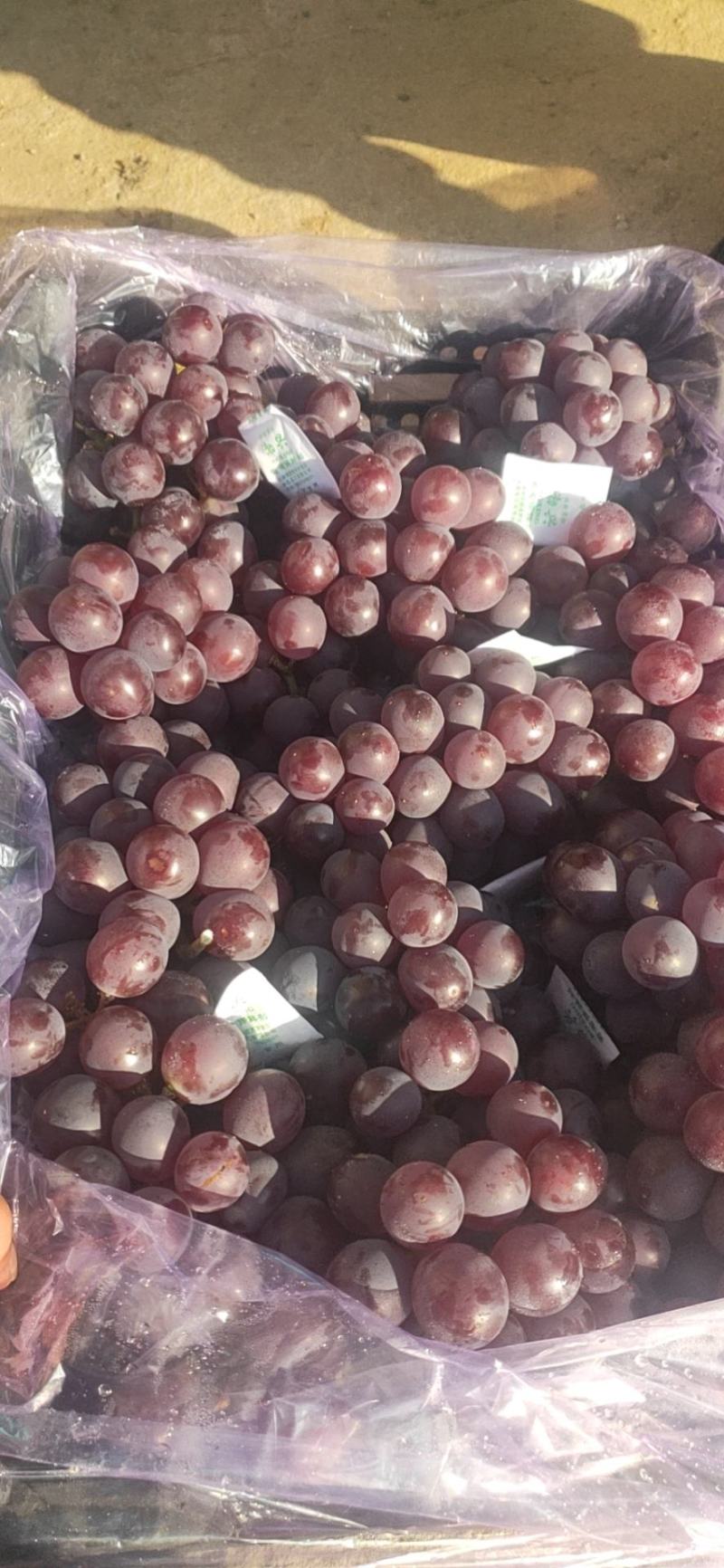 葡萄巨峰葡萄大量库存巨峰葡萄价格便宜