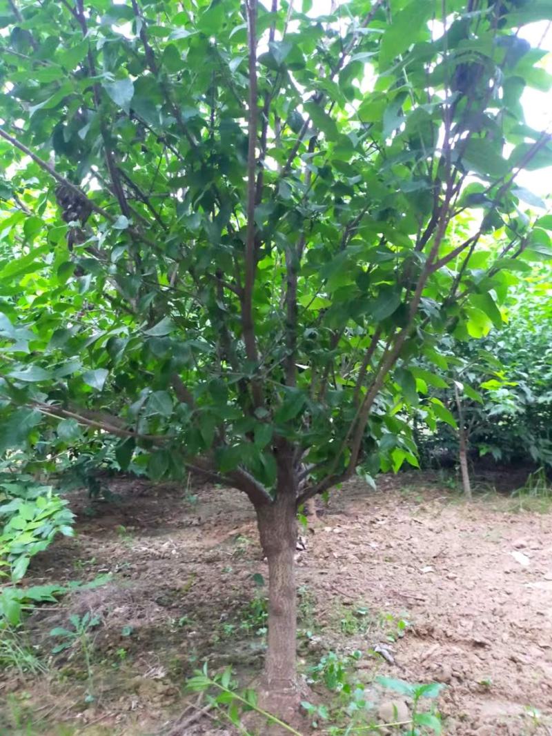 河南南阳供应精品5-20公分，造型古桩素心，红心，大腊梅