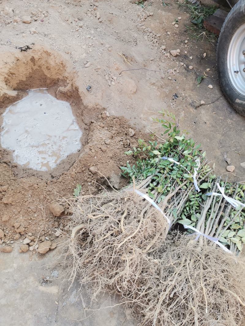 【精选大红袍花椒苗】陕西韩城花椒苗自家苗圃现挖现发