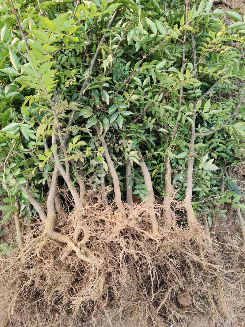 【精选大红袍花椒苗】陕西韩城花椒苗自家苗圃现挖现发
