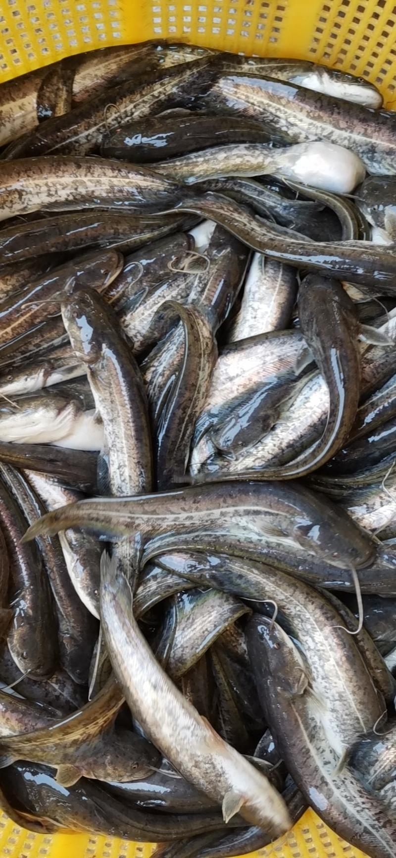 A级大口鲶鱼，杂交快大良种南方大口鲶鱼苗，养殖产量高。