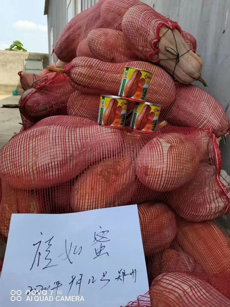 蜜本南瓜种子香甜早熟高产南瓜种籽品质好