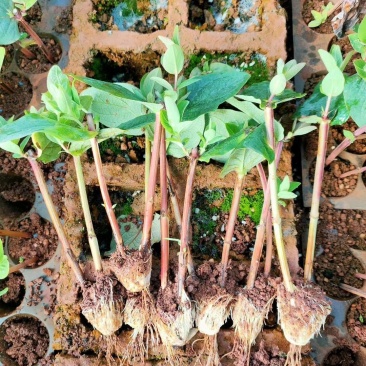 火龙珠粉果水晶果四方果扦插小苗