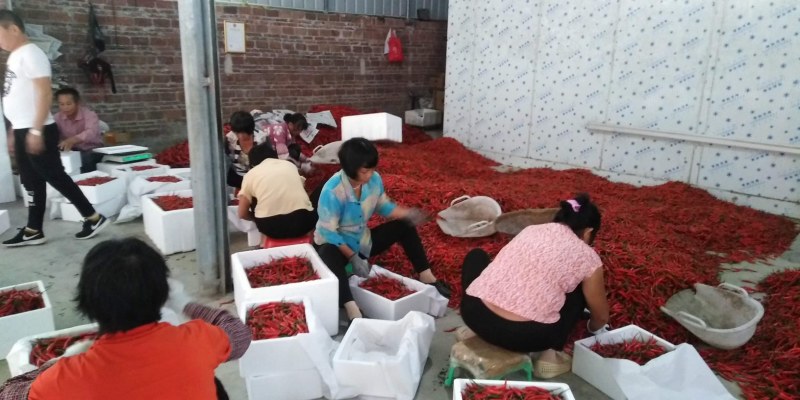 小米辣椒。。小米辣椒。小米辣椒