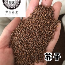 紫苏子保庆药业批发炒紫苏子炒苏子江西苏子